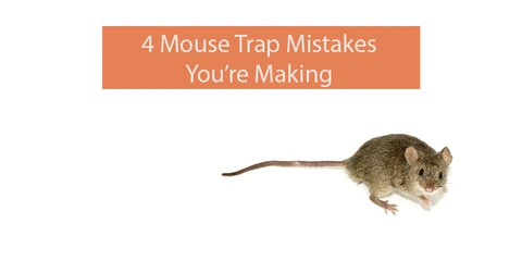 7 Common Mouse Trap Mistakes … & the Brilliantly Simple Tips That