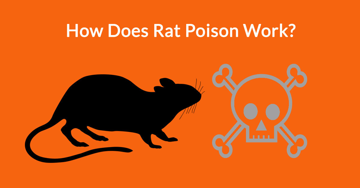 The effects of rat poison and how it works