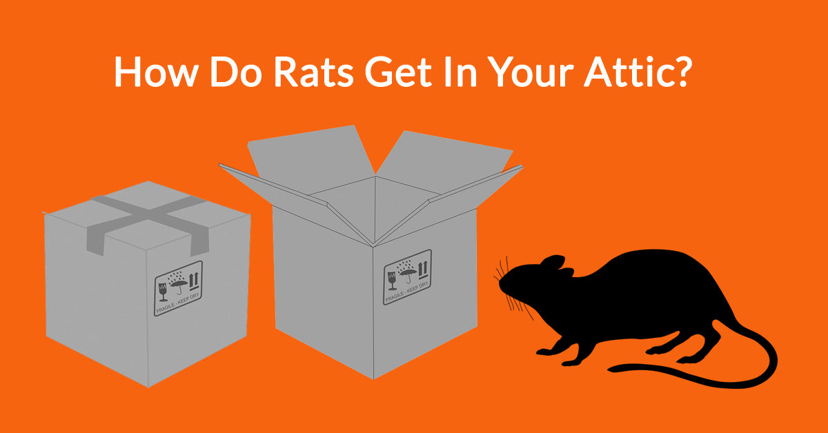 How You Can Humanely Deal With Rats in Your Attic