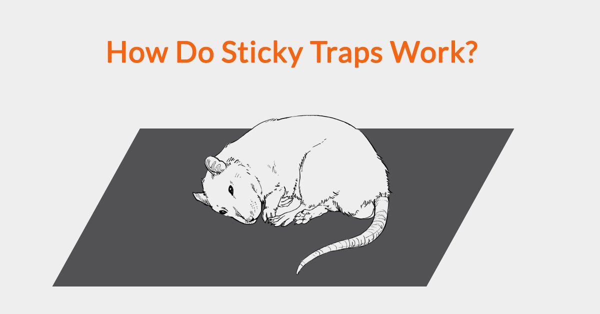 How Effective Are Glue Traps for Keeping Mice Out of Your Laurel