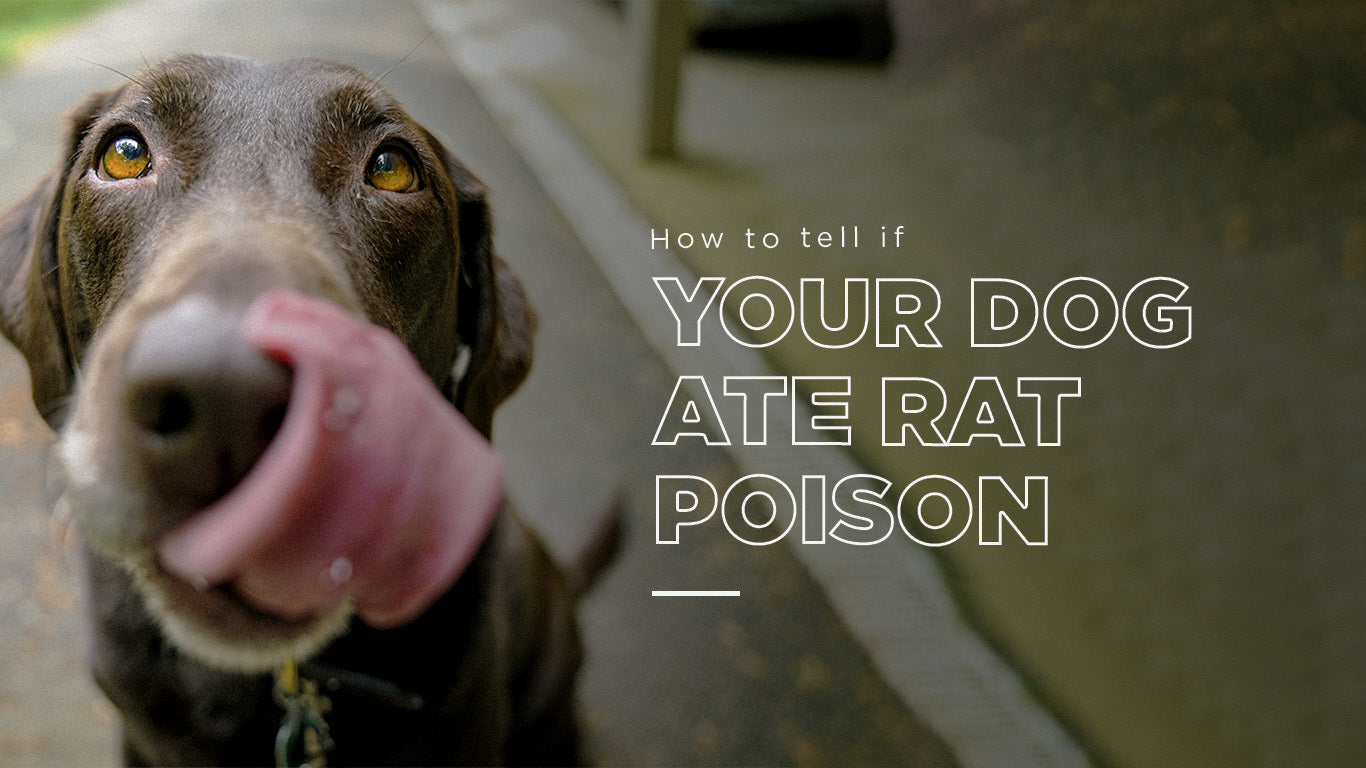 http://www.automatictrap.com/cdn/shop/articles/How_to_tell_if_your_dog_ate_rat_poison.jpg?v=1696950992