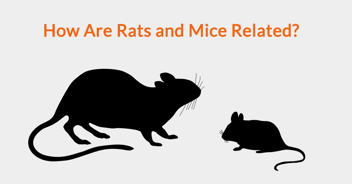 Rats: Facts about these thin-tailed, medium-size rodents