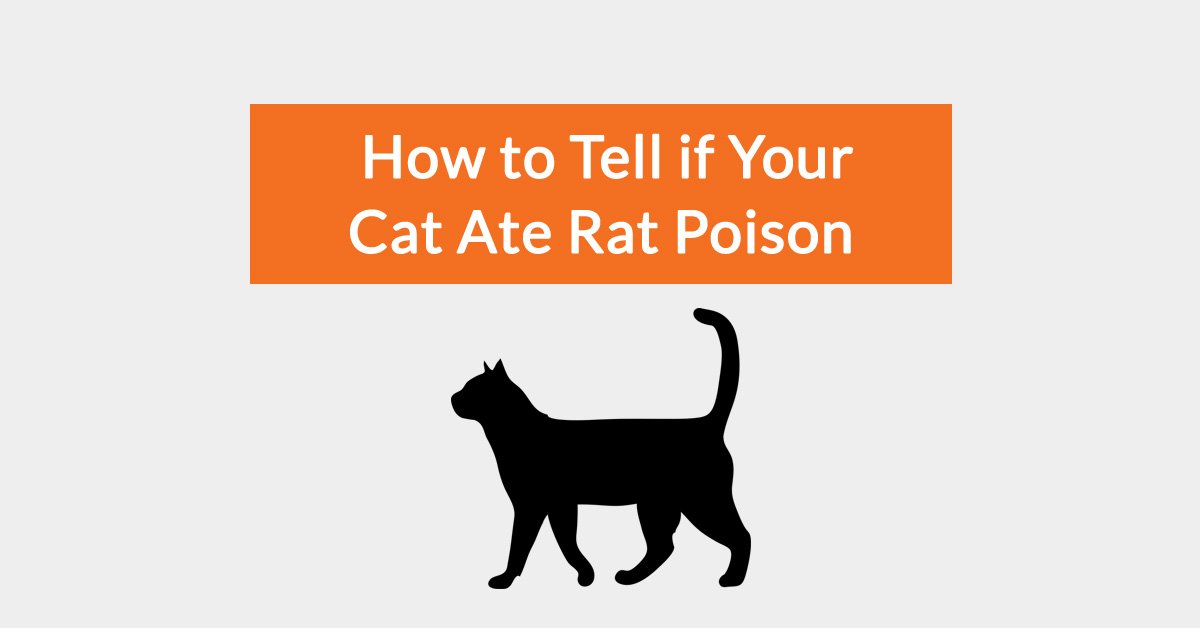 Protecting your dog from rat bait poisoning