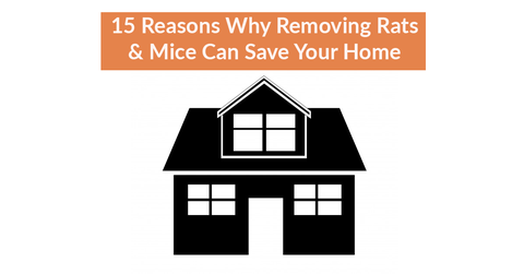 15 Reasons Why Removing Rats & Mice Can Save Your Home