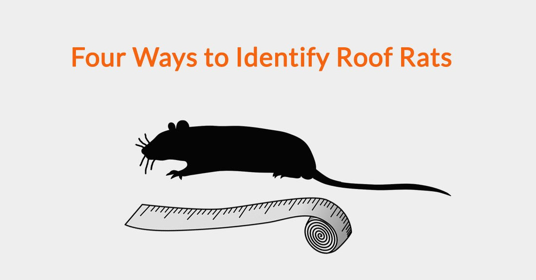 Four Ways to Identify Roof Rats