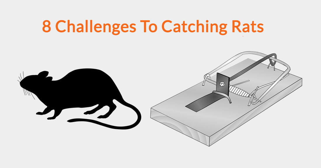 Rat-L-Trap challenge: What can we catch in the marsh? 