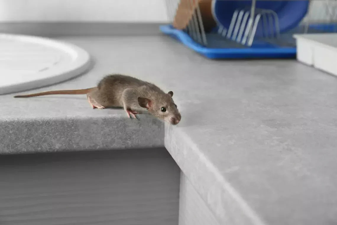 USA Today: Here’s how to get rid of mice in your home