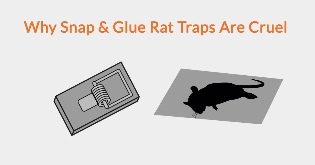 Rat killer safer alternative, but rats suffer painful death