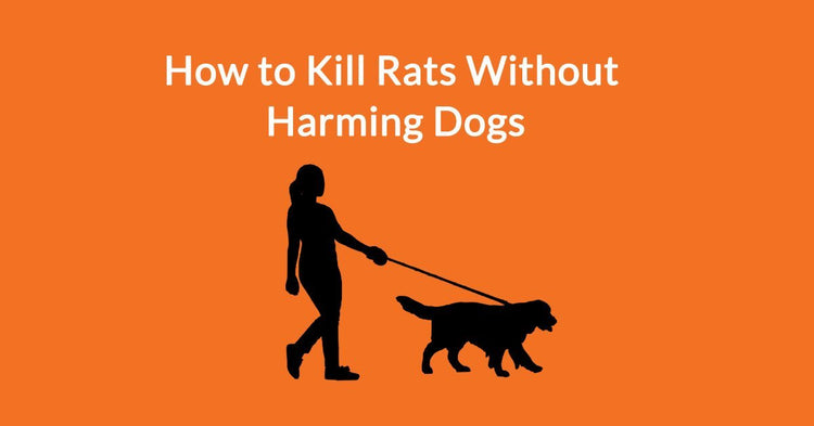 how-to-kill-rats-without-harming-dogs-automatic-trap-company