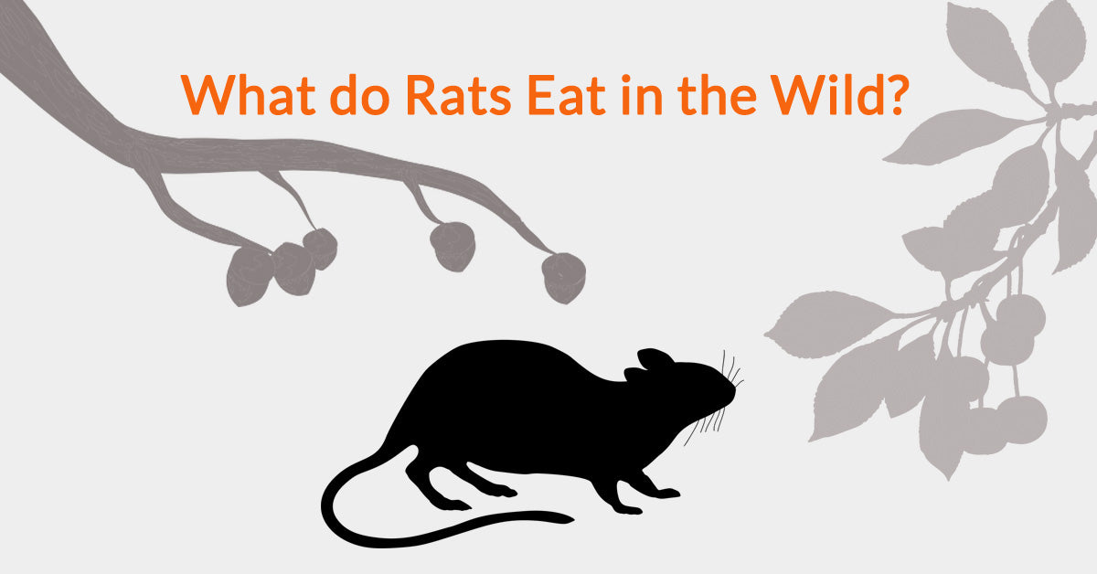 What Do Rats Eat In The Wild?