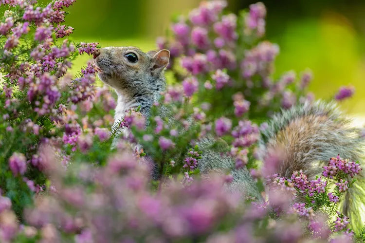 The Spruce: How to Get Rid of Squirrels in Your Yard With 9 Simple Methods