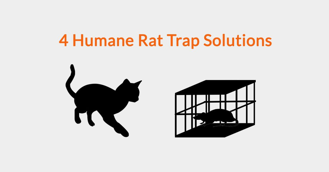 Gorilla RAT TRAP solution efficace pour protéger votre