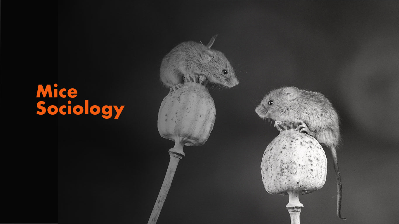 Unveiling the Social Lives of Mice: A Deep Dive into Mouse Sociology