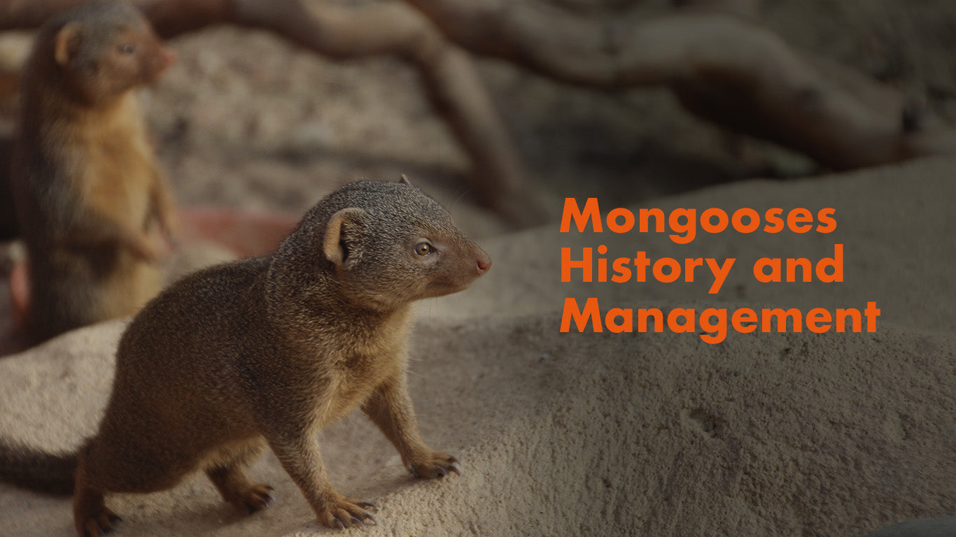 The History and Management of Mongooses: From Ancient Allies to Modern Challenges