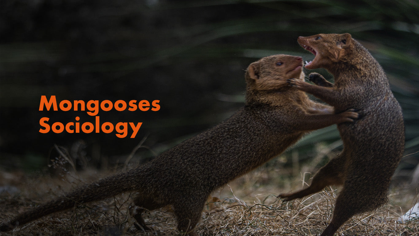 Understanding Mongoose Sociology: Insights for Effective Pest Control