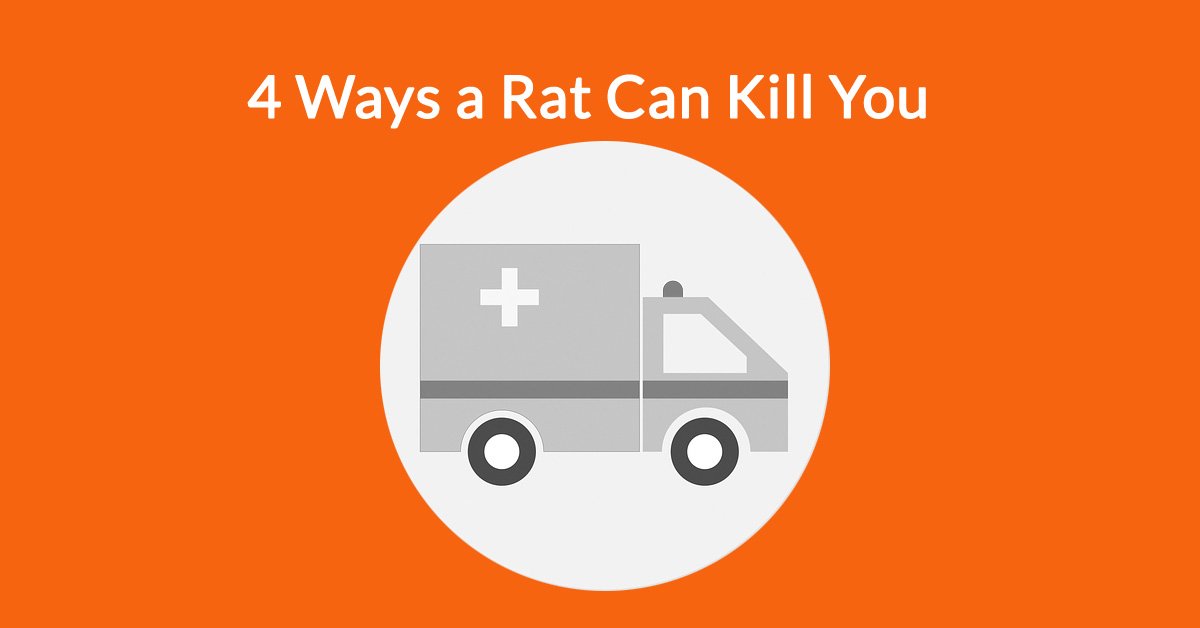 4 Ways a Rat Can Kill You