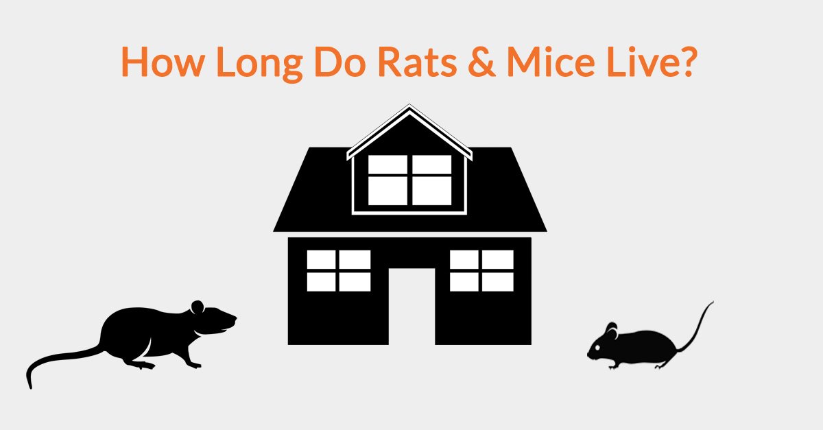 How Long Do Rats & Mice Live?