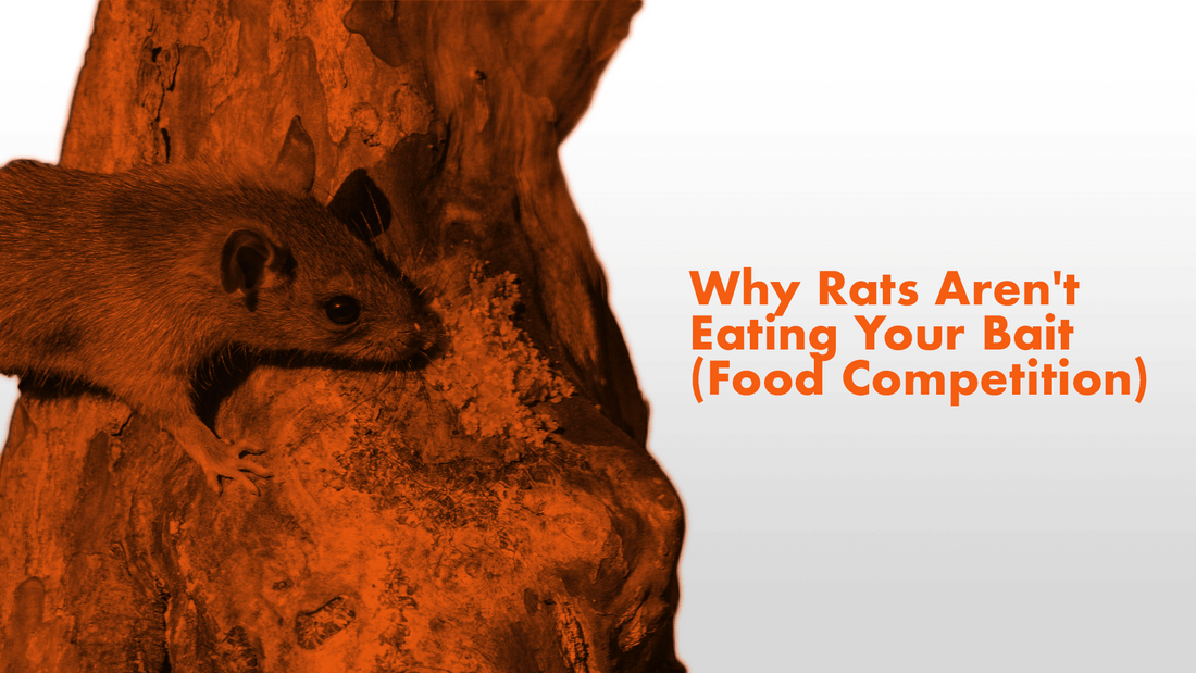 https://www.automatictrap.com/cdn/shop/articles/Why_Rats_Aren_t_Eating_Your_Bait_Food_Competition.png?v=1693933012&width=1100