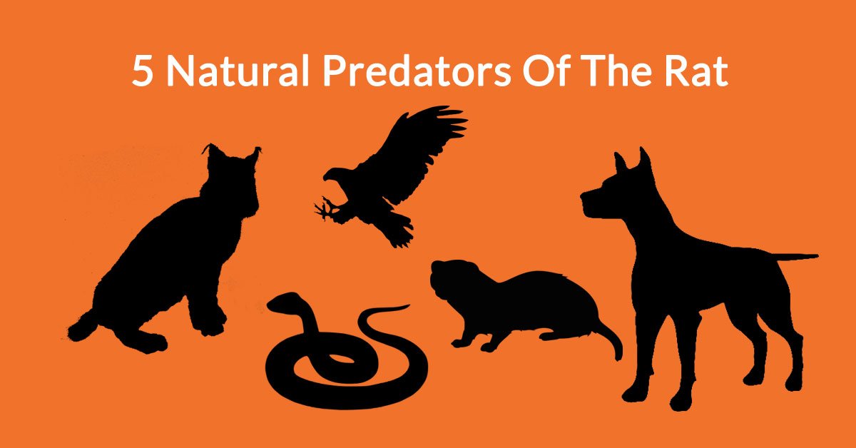 5 Natural Predators Of The Rat