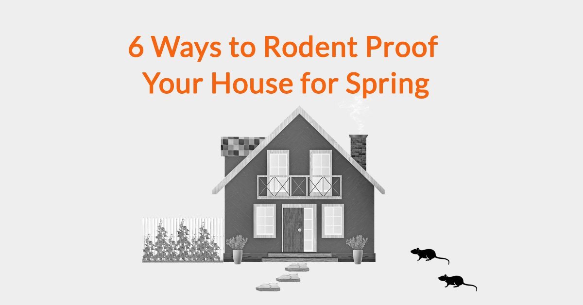 6 Ways to Rodent Proof Your House for Spring