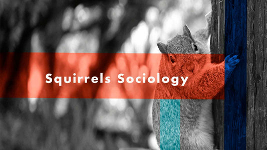 Squirrels Sociology